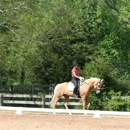 Top Shelf Dressage - Horse Training