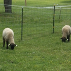 Beacon Barn Therapeutic Farm