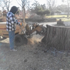 The Veteran "Tree & Stump Removal"