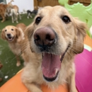 Marcie's Pet Spa - Pet Boarding & Kennels