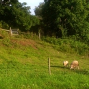 Corner Rail Fence Co Inc - Fence-Sales, Service & Contractors