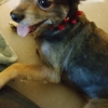 Love's Dog Grooming gallery