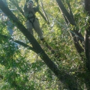 Myers and Laws Tree Service - Tree Service