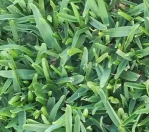 Lockyer Lawn Supplies - Spring Creek, QLD