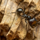 Glass Termite & Pest, Inc. - Pest Control Equipment & Supplies