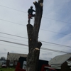 Zambo's Tree Service gallery