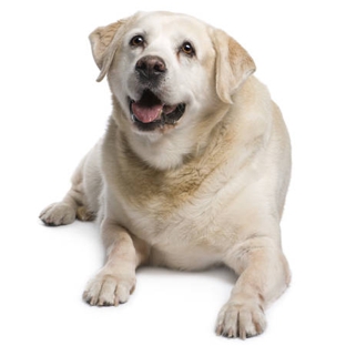Warwick Town & Country Vets - Warwick, QLD