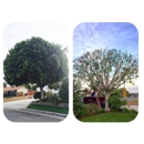 Ortega tree service and lawn maintenance - Tree Service