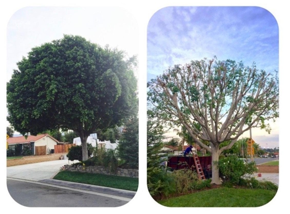 Ortega's Jr Tree Service - Corona, CA