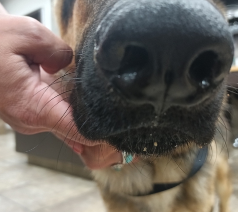 K9 Country Club - Spokane Valley, WA. Puncture wound to her nose