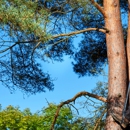 Colorado Land & Tree - Tree Service