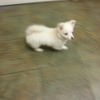 Vca Animal Hospital gallery