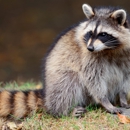 EcoTek Wildlife - Pest Control Services
