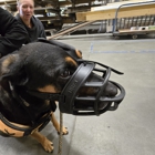 Transform Your Dog