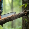 Elite Tree Removal gallery