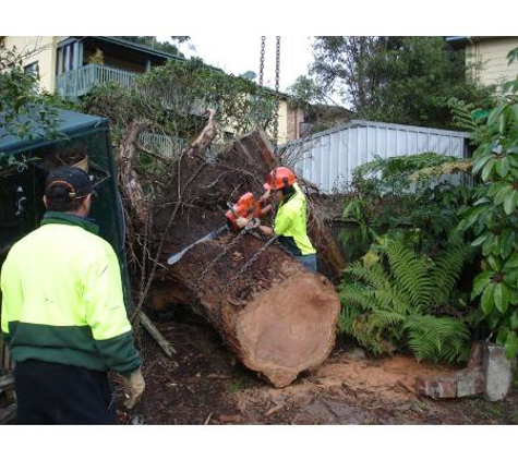 Tree Central - Ourimbah, NSW