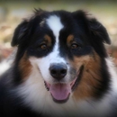 D. Smith Photos (pet photography) - Portrait Photographers