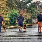 Albany Off Leash K9 Training