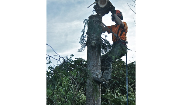 Total Tree Management - Kingston, TAS