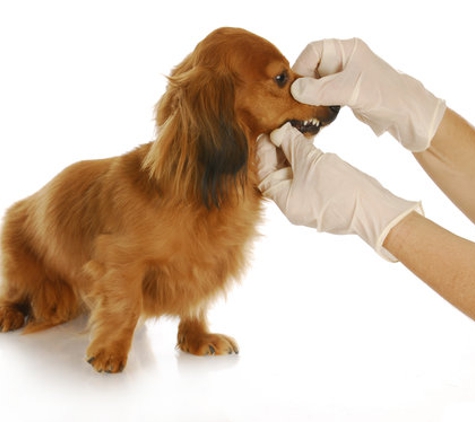 A Quality Care Veterinarian Hospital - Livonia, MI