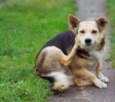 Pest Police Australia - Cranbourne South, VIC. Has your four legged friend brought some unwanted guests home?