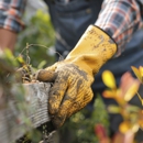 Jose Tree Service & Landscaping inc - Tree Service