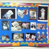 Royal Dog Grooming gallery