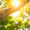 Tom Tree & Plant Health Care - Tree Service
