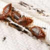 Aim Pest Solutions gallery