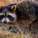 AB Wildlife Removal - Pest Control Services