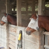 Thompson Park Stables gallery