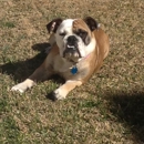 Four Paws Inn Pet Resort & Dog Training Center - Pet Services