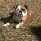 Four Paws Inn Pet Resort & Dog Training Center