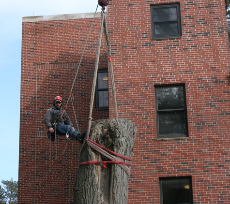 Tree Tech Inc. - Foxboro, MA