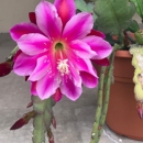 Natives of Texas - Plants