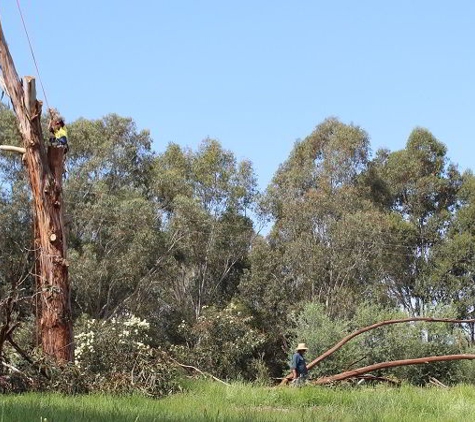 Albury Wodonga Tree & Stump Removal - Staghorn Flat, VIC