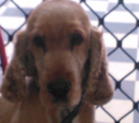 Elagant Pooches - Officer, VIC