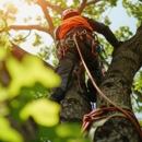 Diaz Landscape & Tree Service - Tree Service