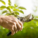 Chop Chop Tree Care - Tree Service