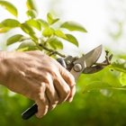 Chop Chop Tree Care