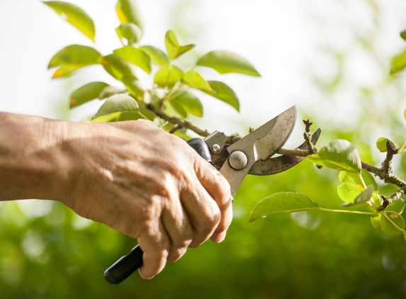 Arbor Tree Care - Cleveland, OH