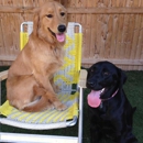 Dogs Retreat - Pet Boarding & Kennels