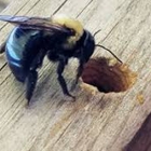WNY Bee Removal Services
