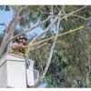 Maggs Professional Tree Service gallery