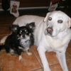 A-1 Pet Sitters Plus gallery