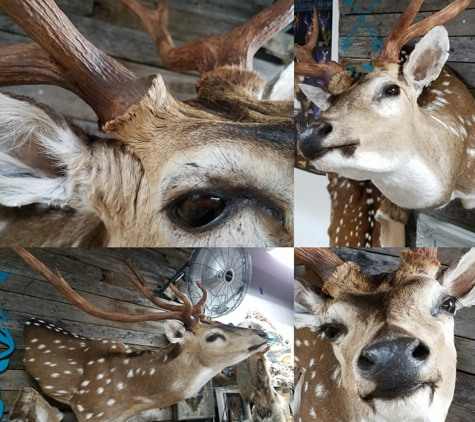 Twisted Hollow -Taxidermy - Arlington, TX