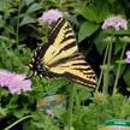 Deep Creek Garden Center - Plants