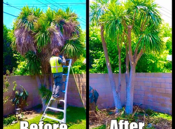 Hala Tree Service - Norwalk, CA