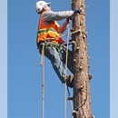 Andre's Tree Service - Tree Service