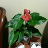 Champaka Thai Massage gallery